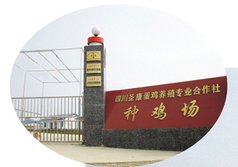 四川圣康蛋雞養殖專(zhuān)業(yè)合作